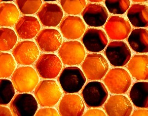 pollen